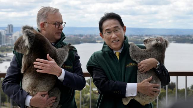 Prime Minister Anthony Albanese and Japanese PM Kishida Fumio meet koalas at Kings Park. Picture: NCA NewsWire / Sharon Smith