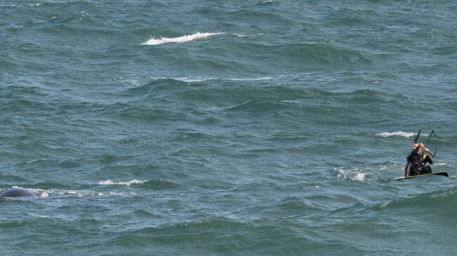 A man has been charged after allegedly kitesurfing too close to whales at Christies Beach.