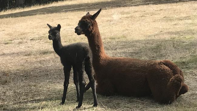 A couple of naughty alpacas escaped out onto Swansea Rd landing their owner in hot water. Picture: (Not same alpacas) supplied