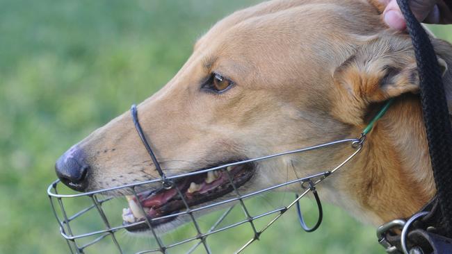 A generic photo of a greyhound.