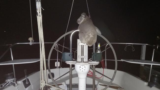 A koala on the steering wheel of luxury yacht Pipedream.