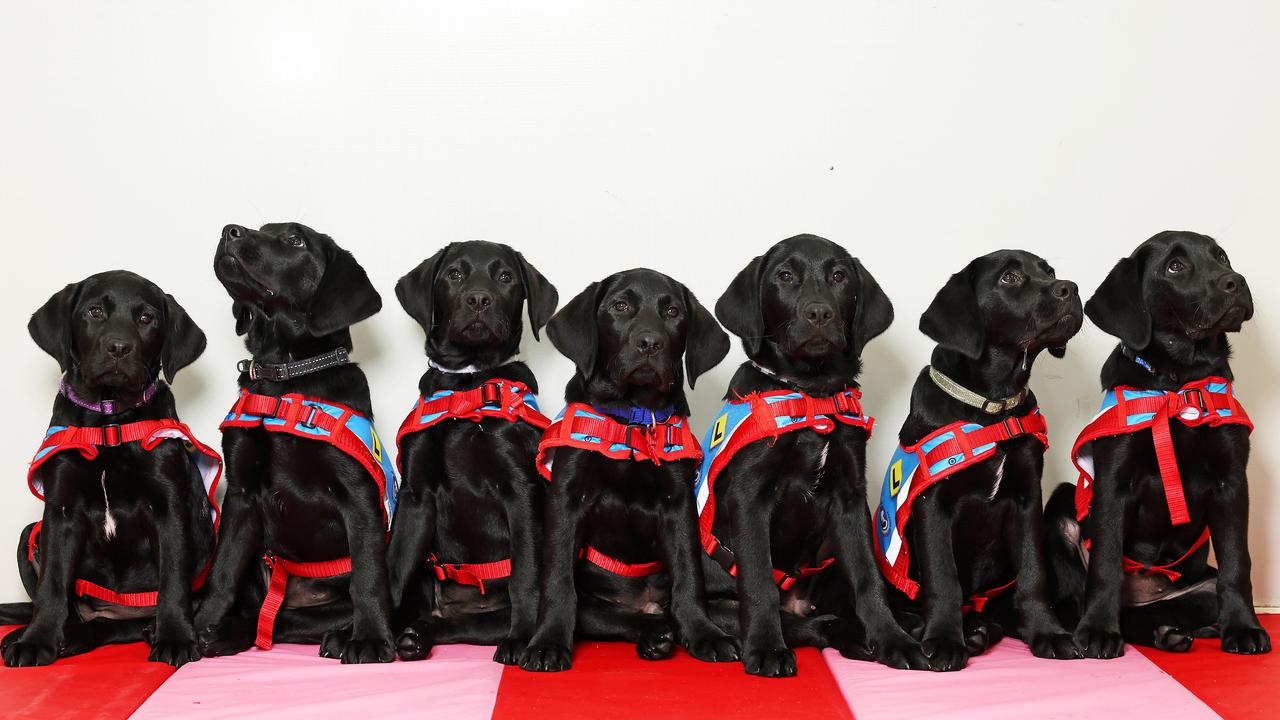 Once they have finished training these dogs will be adopted out to different people in need of support. Picture: Tim Hunter