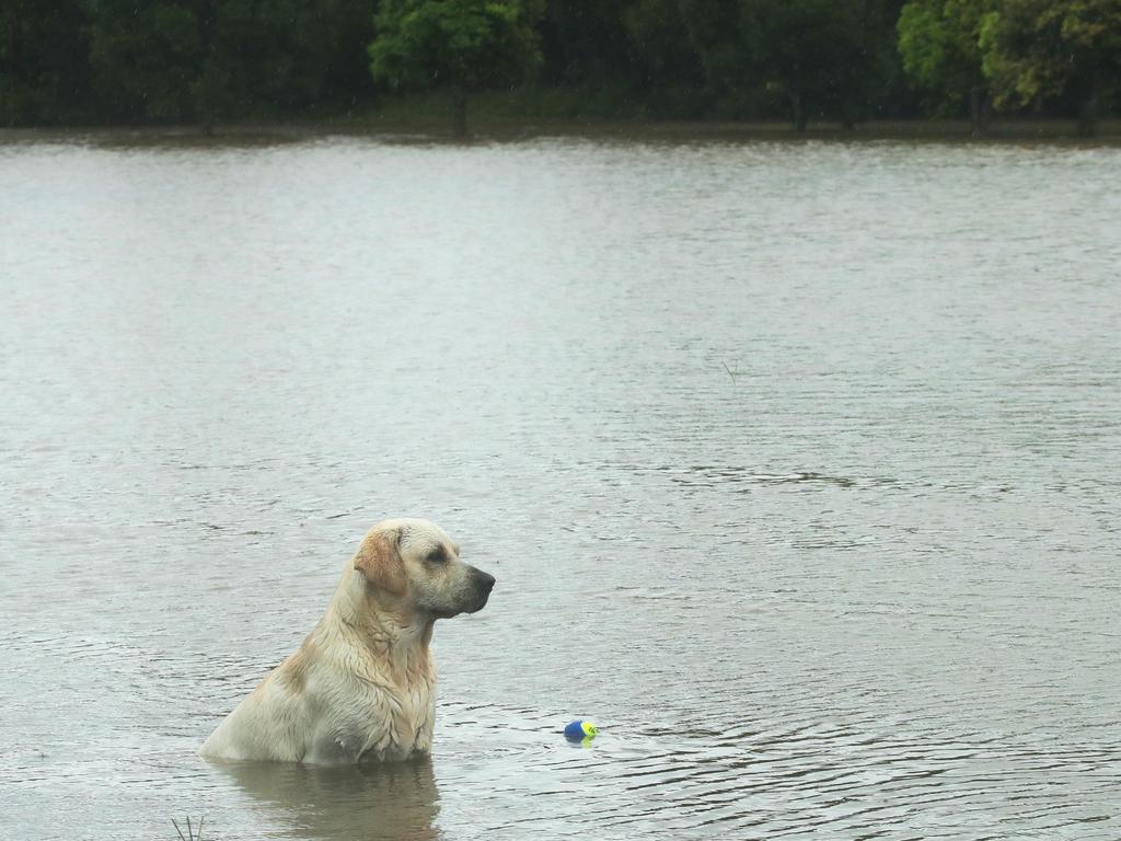 Wet weather continues to impact the Gold Coast. Ollie the Labrador wonders where his park has gone at Pacific Pines. Picture Glenn Hampson