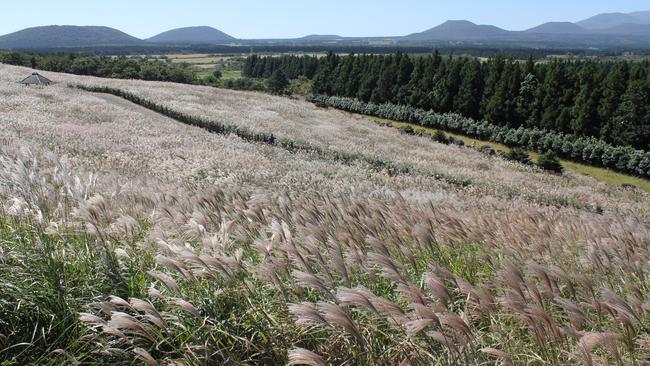 Silvergrass season attracts visitors to the Sangumburi region each year.