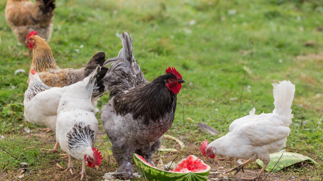 hen and rooster eating watermelon on the grass