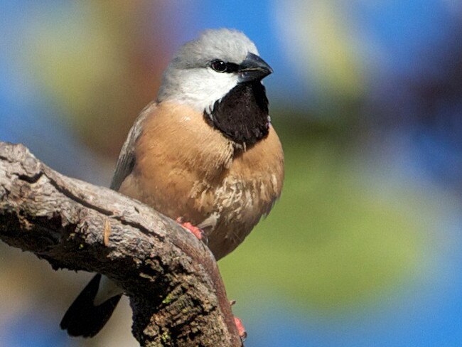 The black throated finch.