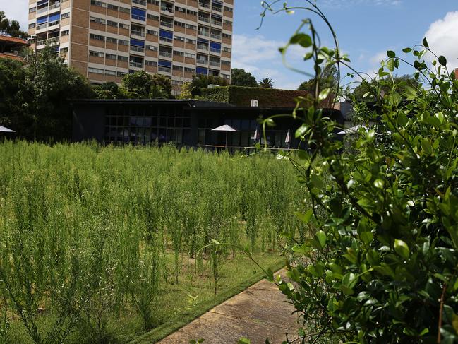Paddington Bowling Club has been left and weeds have overtaken the old bowling green.