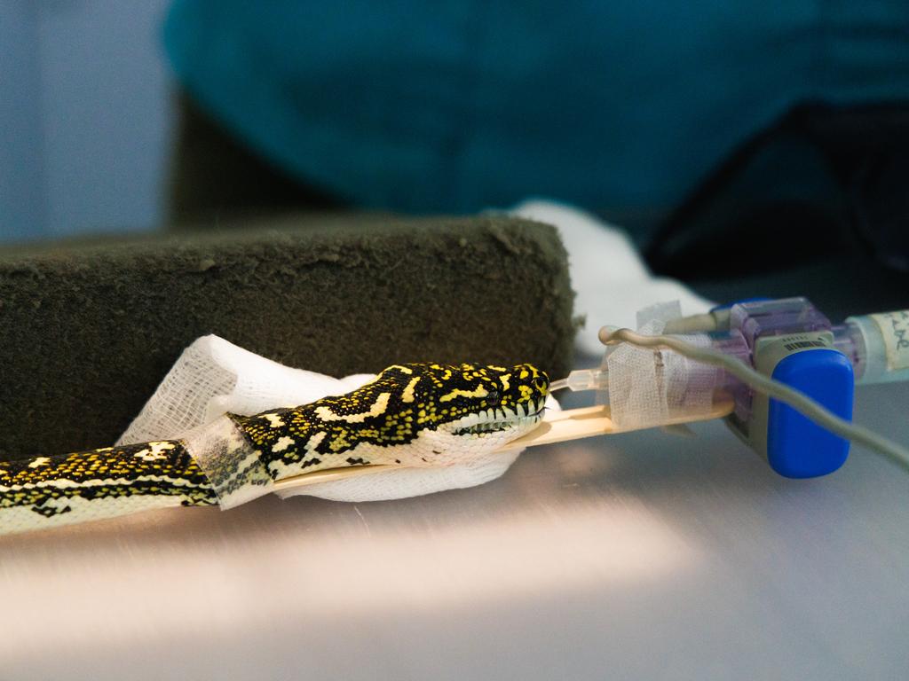 KIDS NEWS. The team at TarongaÃ¢â¬â¢s Wildlife Hospital treat an injured  diamond python brought in by wildlife rescue service WIRES. The python that had been discovered on the side of the road near Sydney. Picture: Taronga Wildlife Hospital