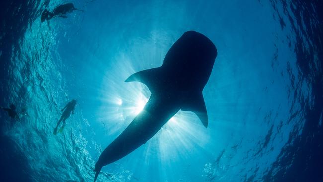 Swimmers get up close and reasonably personal with a whale shark, the world’s largest fish, off the coast of Christmas Island. Picture: Kirsty Faulkner