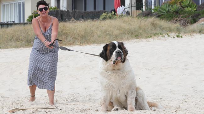 Palm Beach’s Vicki Smith is no match for her photo bombing St Bernard, Infinity, 7. Picture: Glenn Hampson