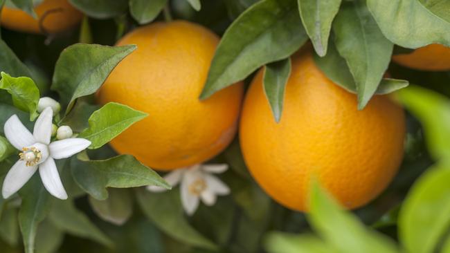Ripe for picking: <span id="U702854197946vTH" style="font-family:'Guardian Sans Regular';font-weight:normal;font-style:normal;">Venus Citrus, run by Helen Aggeletos, continues to look for new and niche citrus varieties.</span>
