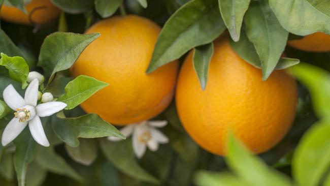 Ripe for picking: Venus Citrus, run by Helen Aggeletos, continues to look for new and niche citrus varieties.