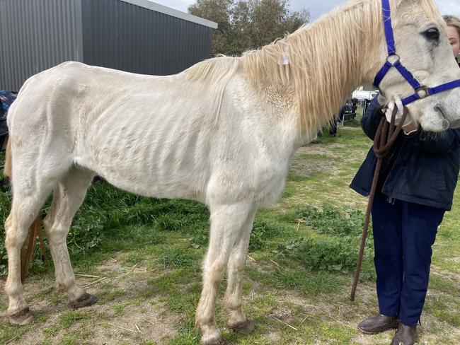 Horses seized by an RSPCA inspector from a property at Copeville in the Murraylands. A woman has been fined and sentenced over their ill treatment. Picture: RSPCA SA