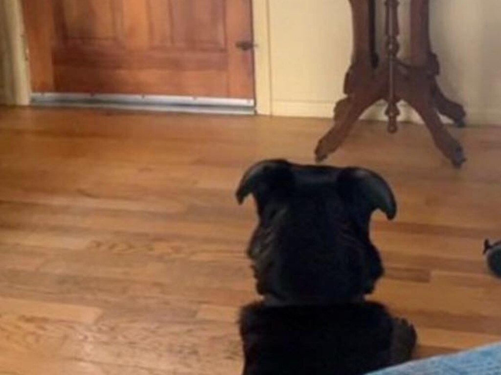 Moose was photographed sitting by the door, waiting for his owner to come home.