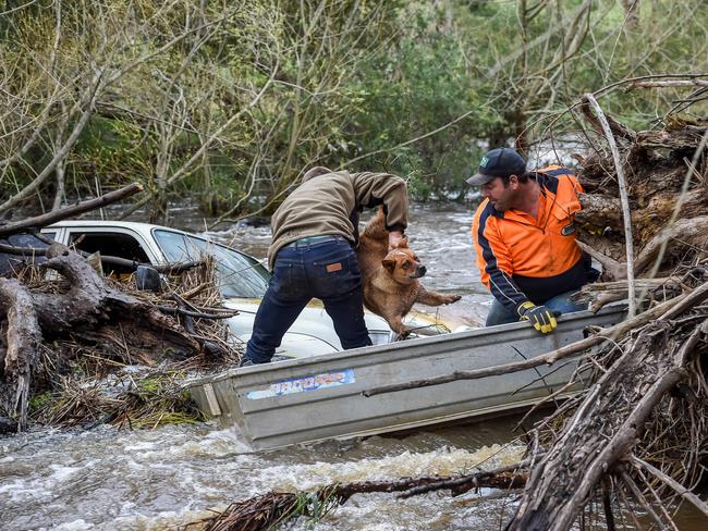 Mr Sewell grabs Red by the collar and hauls her into the tinny after she proved a tricky customer as Mr Dyer keeps the boat steady. Picture: Jake Nowakowski