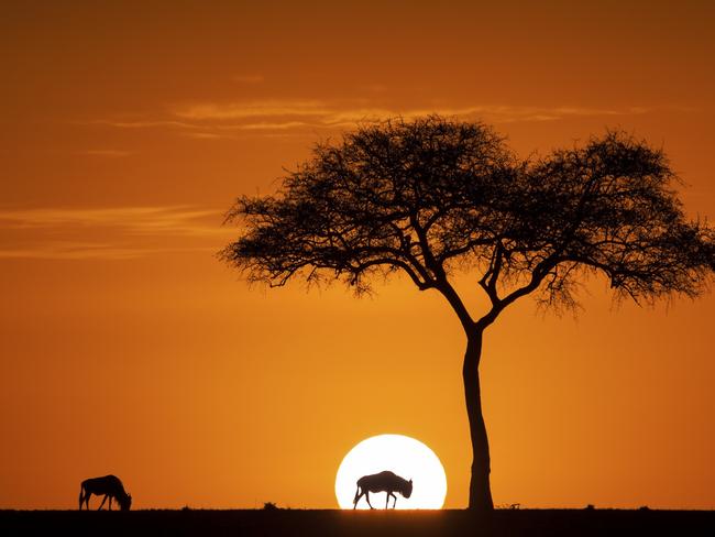 Photo and caption by Jay ruan / National Geographic Nature Photographer of the Year contestSunrise of maasia mara During month of AUGUST and SEPTEMBER, there are millions of WILD BEASts, zebra, and other animal in Maasia mara game reserve. On this september morning, a wild beast eating glass intersected the sun coming out of the horizon, creating this image. It was one of the most beautiful sunrise i had seen so far.