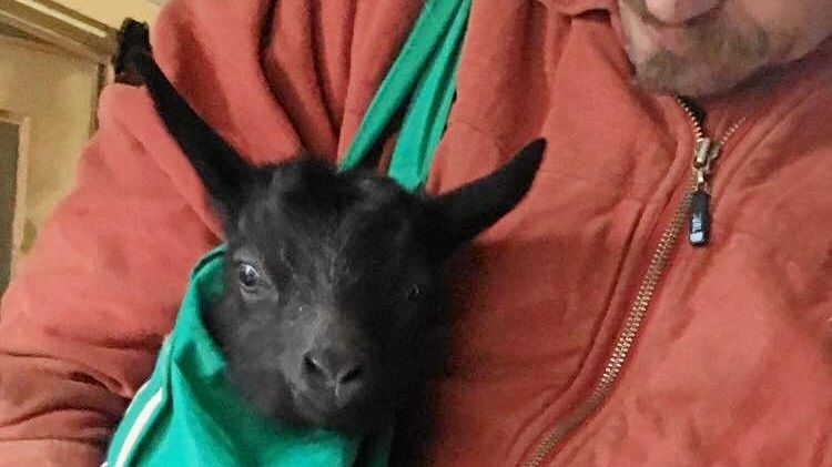 Animal cruelty: Pet goat slaughtered by 'serial killer in the making' | The  Advertiser