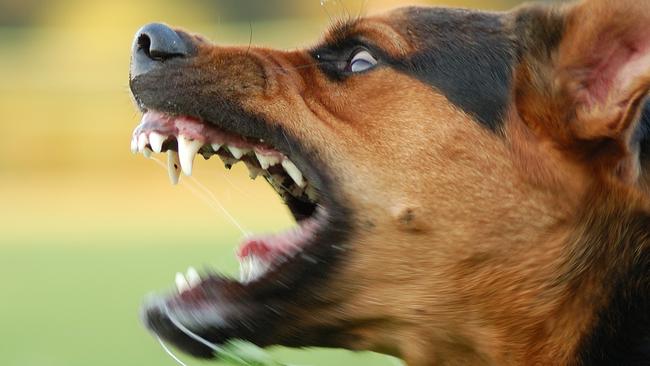 Dog attack at Logan, bull mastiff mauls woman and pet | news.com.au ...