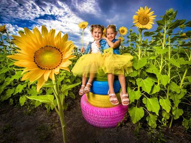 Kalbar Sunflower Festival . Scenic Rim local kids Indie Range, 3 and Mahala Jackwitz, 5 are excited for the Kalbar Sunflower Festival on 10th to 12th of March.Picture: NIGEL HALLETT**** Hayley 0401968339 ***** Bec 0409754757 ******