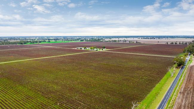 The Bordertown vineyard. Picture: Supplied by Colliers