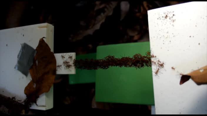 Research shows army ants linking bodies to make living bridges