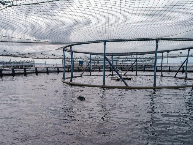 Tassal salmon pens in Macquarie Harbour, near Strahan, Tasmania. Picture: NewsWire