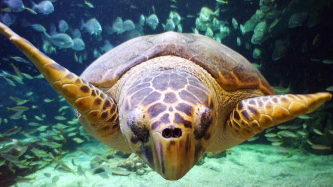 More than 70 per cent of loggerhead turtles found dead in Queensland waters had ingested plastics. (Pic: Stewart Allen)