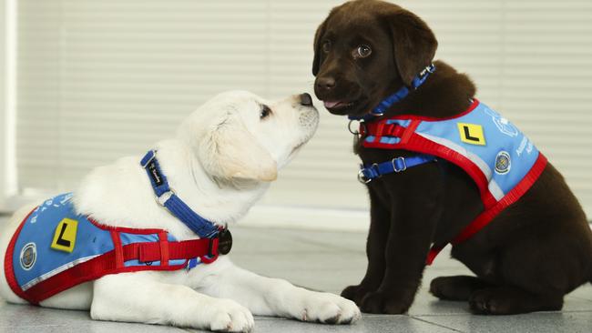 Assistance Dogs Australia desperately need your help to care and train these puppies. Picture: Justin Lloyd