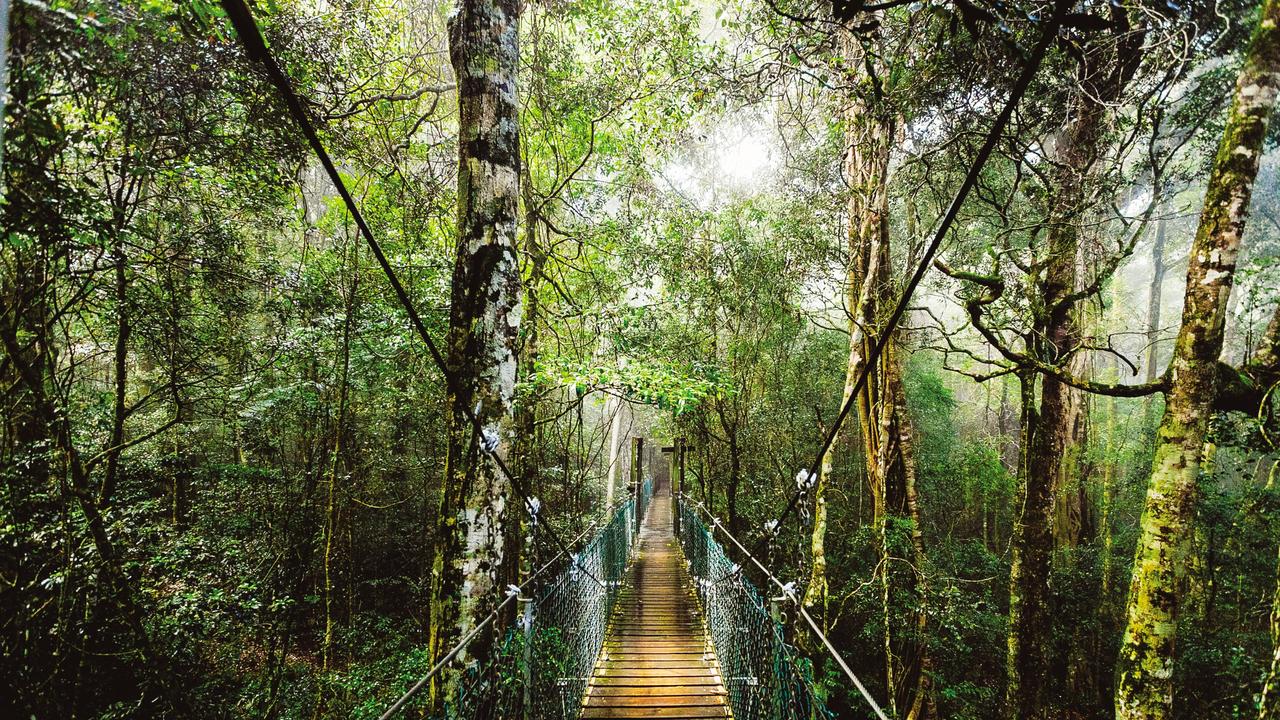 O Reilly S Rainforest Retreat Accomodation Treetop Walk Restaurants Escape Com Au
