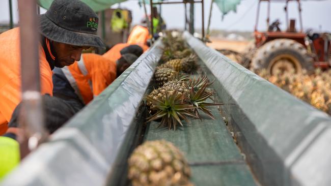 Staff at Pinata Farms, Wamuran, harvesting pineapples. Picture: Dominika Lis