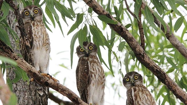 "Seen these three barking owls sitting in a tree and just reminded me of the three wise men." Picture: Emer McGowan.