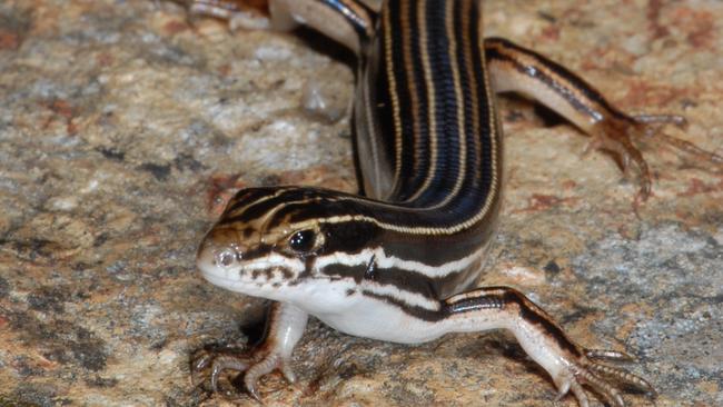 A new lizard species has been named after Bob Katter.