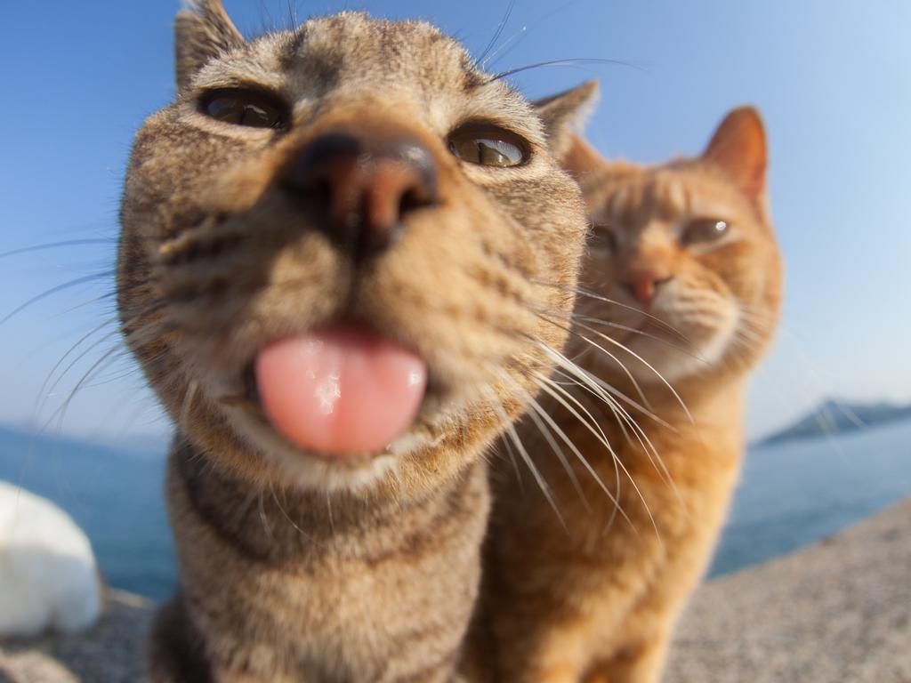 A cheeky cat in Japan. Picture: Masayoshi Yamamoto/Comedy Pets