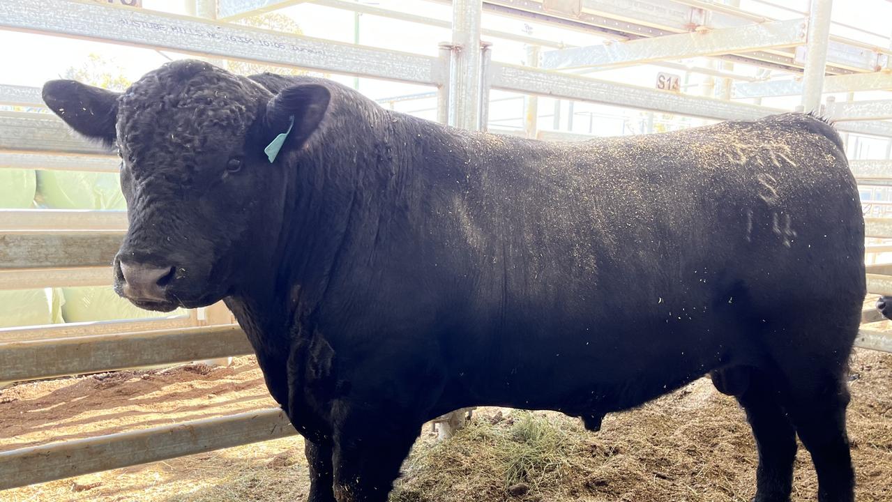 Wagga Wagga Winter All Breeds Sale 2023: Top-priced bull hits $10,000 ...