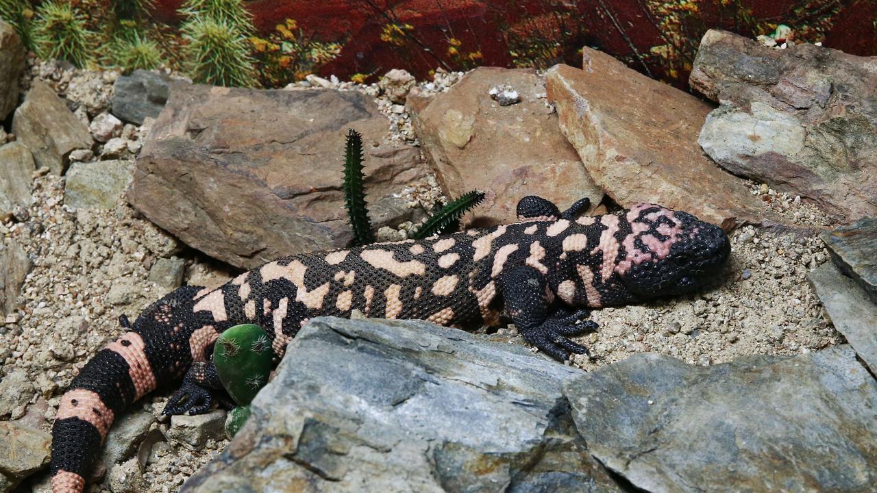 Hartleys Crocodile Adventures puts venomous Gila monster on display for