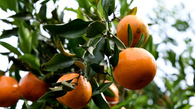 Ford’s Farm opens doors to allow guests to pick mandarins | Daily Telegraph