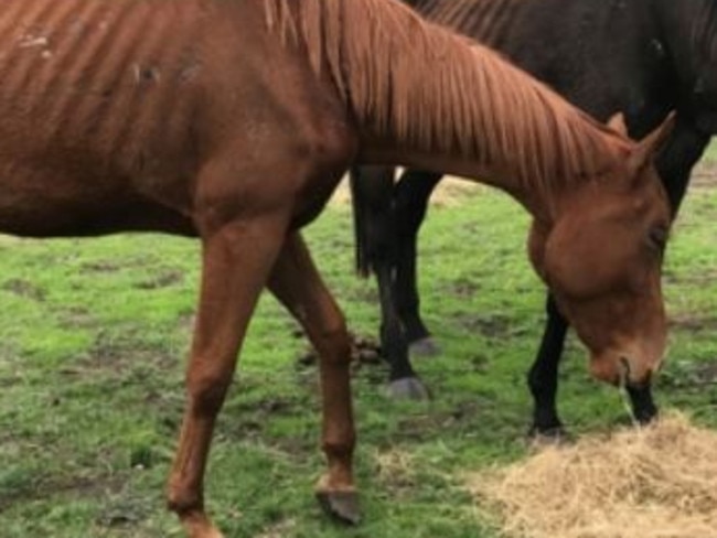 RSPCA inspectors said horses on the property were badly malnourished. Picture: RSPCA