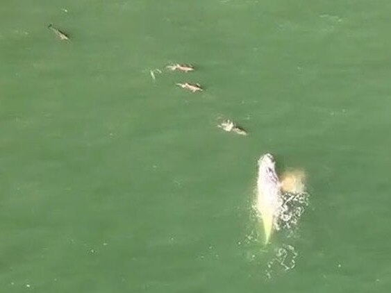 ‘Incredibly rare’ white humpback whale spotted