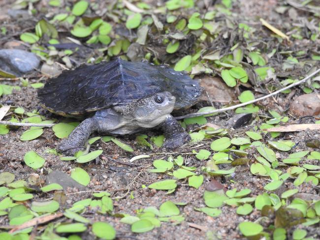 An eagle-eyed wildlife officer rescued a critically endangered white-throated snapping turtle after spotting an advertisement on social media in the Wide Bay region.