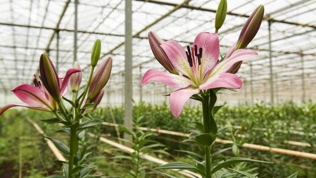 LA lilies in a Burleigh Flowers glasshouse.