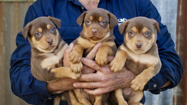 Kelpie puppies. Picture: Zpe Phillips