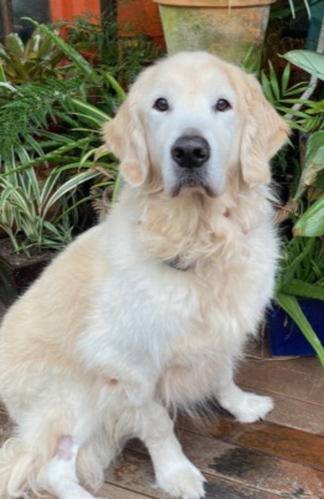 Golden Retriever Cooper, 7 at the Quirk’s family home in Albany Creek. Picture: Contributed.