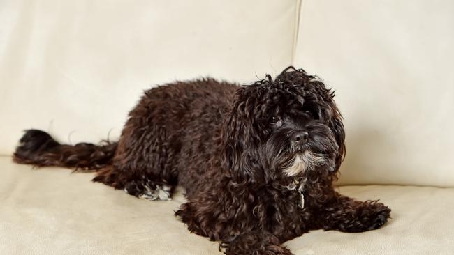 'Bullet' at his home in Allambie Heights. Picture: (AAP IMAGE / Troy Snook)