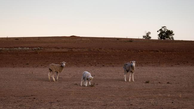 Areas of Queensland could again be plunged into drought. (Photo by Brook Mitchell/Getty Images)