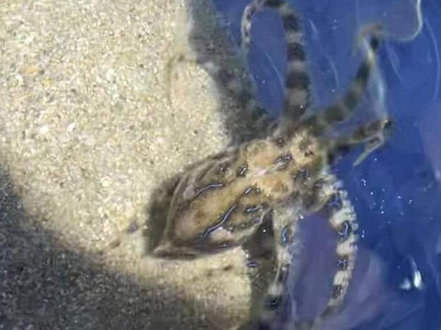 The woman was bitten by the creature at Chinamans Beach.