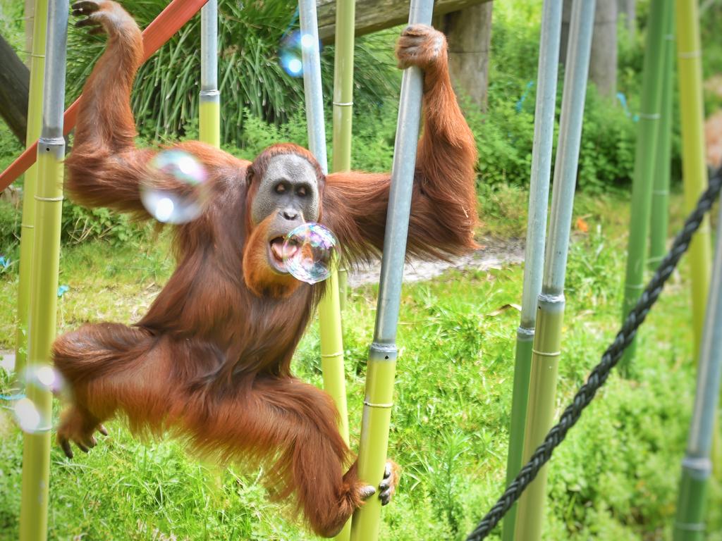 Melbourne Zoo: Area evacuated after orang-utan escapes | news.com.au ...