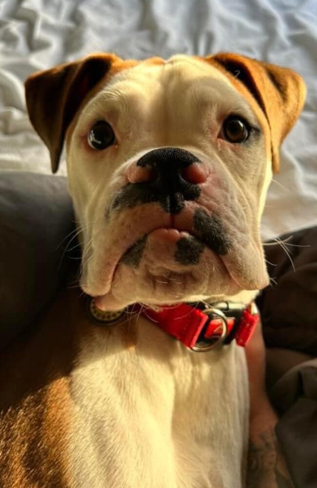 Toby: Aaisha Leigh Ruzic-Hall's 1 year old Boxer