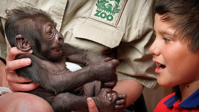 Melbourne’s favourite gorilla Yakini comes of age