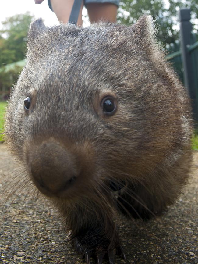 Betty the wombat.