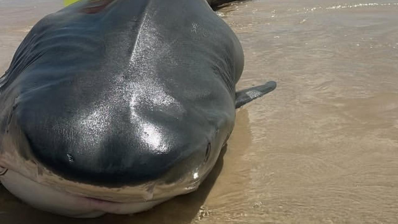 ‘Biggest I’ve seen’: Tiger shark rescued after giving birth